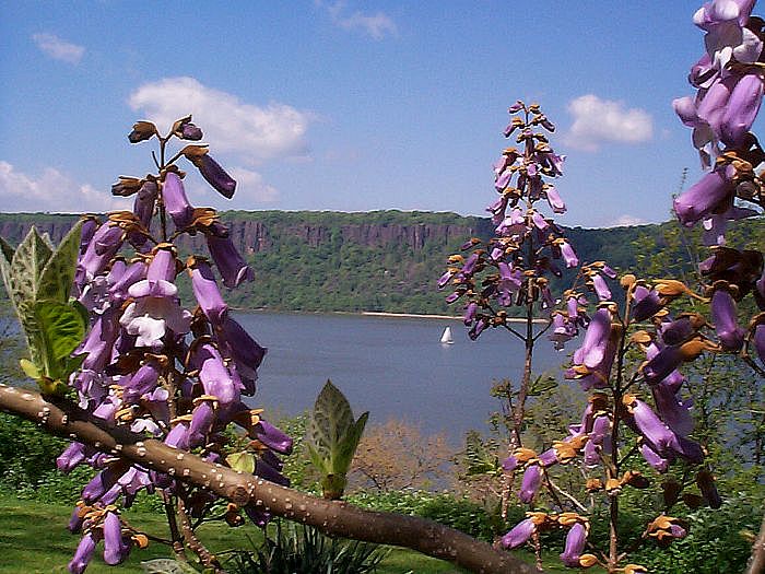 Hastings on HudsonBlooms